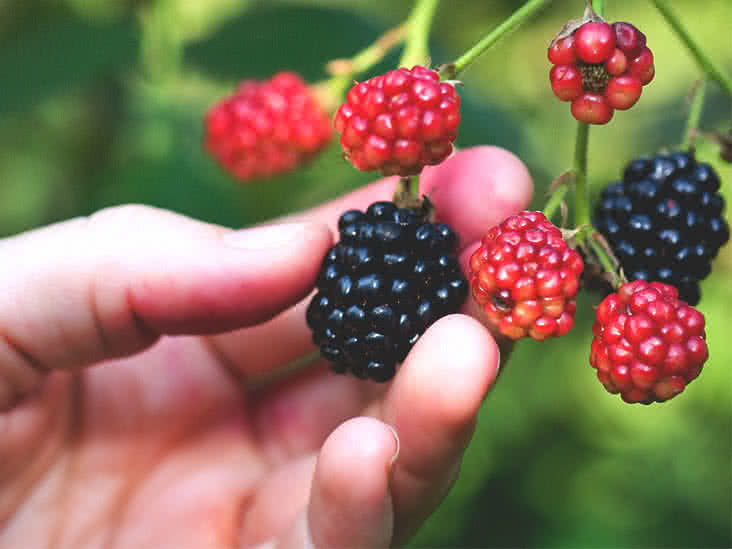 Blackberries: Health Benefits and Nutrition Information