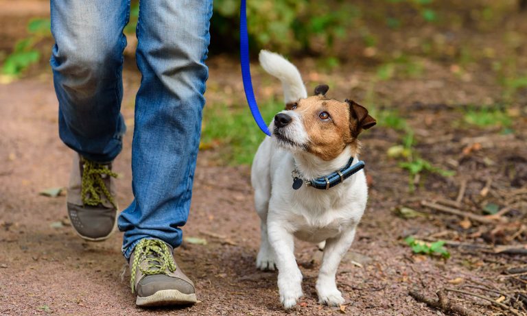 Four Health Benefits of Walks with Your Dog