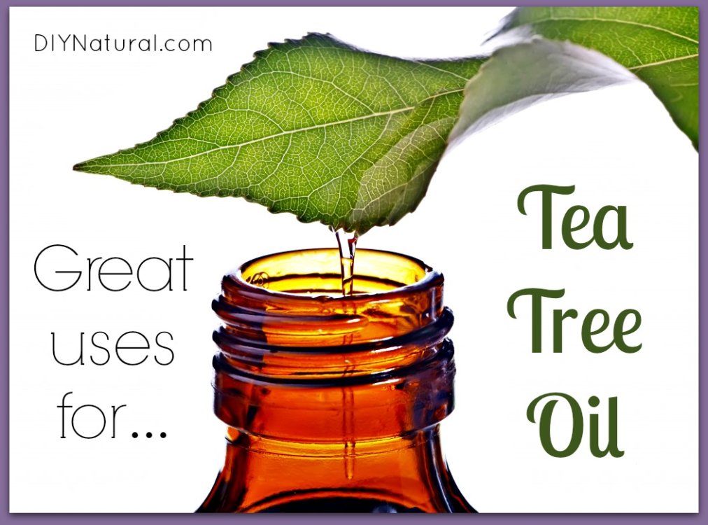 14 Everyday Uses for Tea Tree Oil