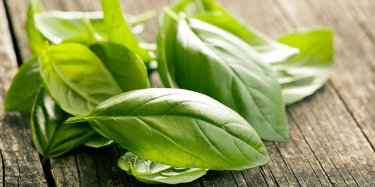 10 Health Benefits of Basil Leaves