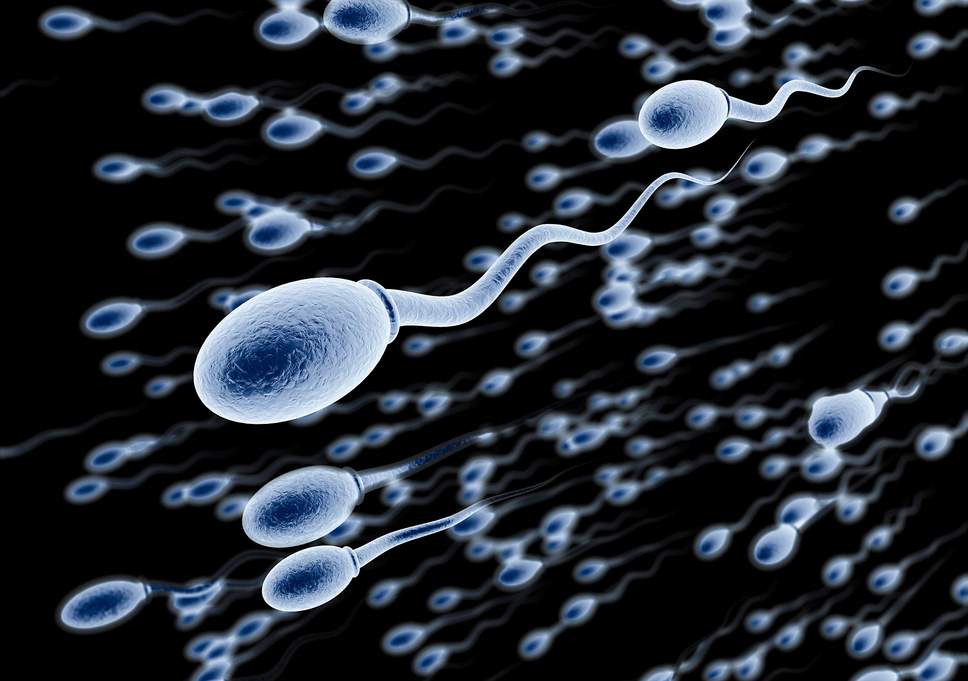What Helps With Sperm Count and Quality?